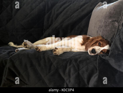 Four months old Welsh Springer Spaniel puppy lying on sofa Stock Photo
