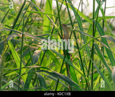 Eastern garden lizard, Oriental garden lizard, Changeable lizard (Calotes mystaceus) is hanging on grass that have dew for sunbathing in the morning Stock Photo