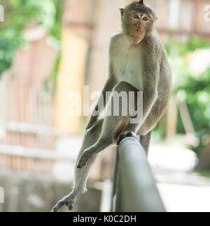 The brown monkey sitting on the iron rail is going to cry Stock Photo