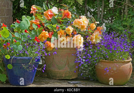 Summer flowers - informal arrangement of trailing begonias, lobelias and nasturtiums in weathered pots, in the corner of an English  garden Stock Photo