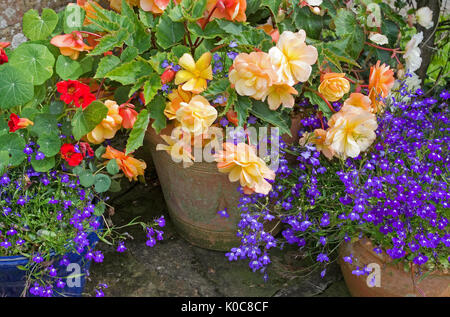 Summer flowers - informal arrangement of trailing begonias, lobelias and nasturtiums in weathered pots, in the corner of an English  garden Stock Photo