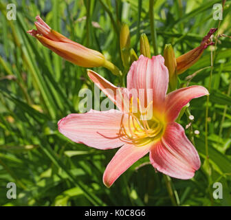 Close-up of flower head of coral pink Day Lily (Hemerocallis) with yellow centre. Stock Photo