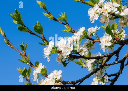 Kirschbäume im Frühling, Prunus avium, Schweiz Stock Photo