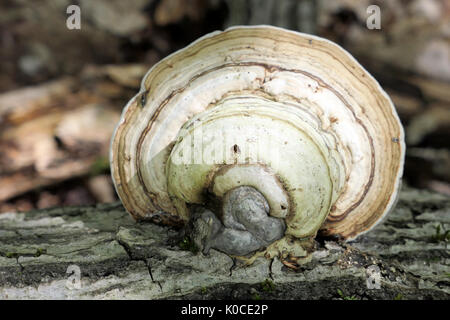 tinder fungus (Fomes fomentarius) on an old oak tree trunk laying in forest. Stock Photo