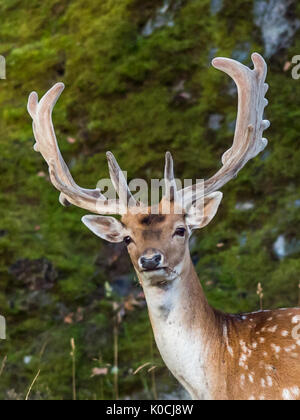 A closeup of a young fallow deer buck who is old enough to have  shovel-shaped antlers in a woodland scenery Stock Photo