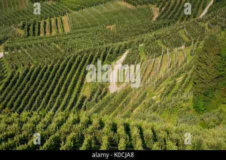 View down the idyllic vineyards and fruit orchards of Trentino Alto Adige, Italy. Val di Non, a vast fruit orchard in the heart of trentino Stock Photo