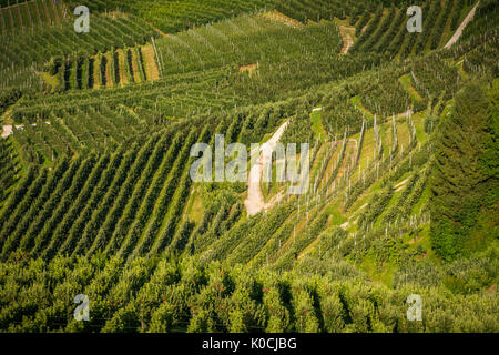View down the idyllic vineyards and fruit orchards of Trentino Alto Adige, Italy. Val di Non, a vast fruit orchard in the heart of trentino Stock Photo