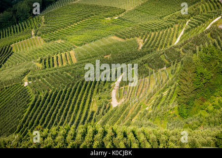 View down the idyllic vineyards and fruit orchards of Trentino Alto Adige, Italy. Val di Non, a vast fruit orchard in the heart of trentino Stock Photo