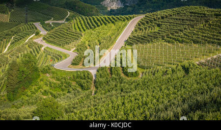 View down the idyllic vineyards and fruit orchards of Trentino Alto Adige, Italy. Val di Non, a vast fruit orchard in the heart of trentino Stock Photo