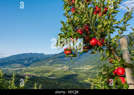 View down the idyllic vineyards and fruit orchards of Trentino Alto Adige, Italy. Val di Non, a vast fruit orchard in the heart of trentino Stock Photo