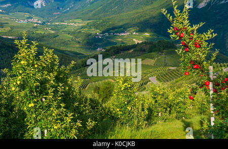 View down the idyllic vineyards and fruit orchards of Trentino Alto Adige, Italy. Val di Non, a vast fruit orchard in the heart of trentino Stock Photo