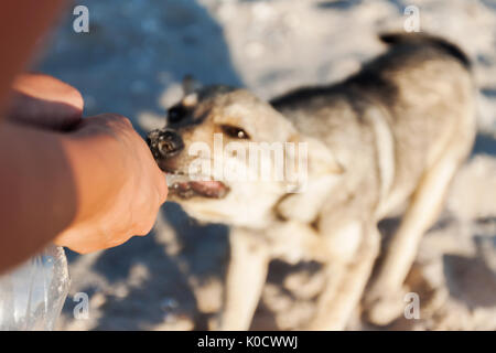A man plays with a dog, takes away a toy from her, a close-up. Stock Photo