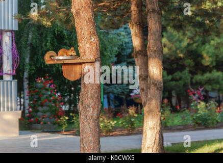 Red squirrel eats from an animal feeder installed on a tree, pine. Stock Photo