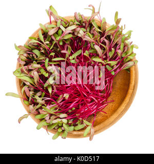 Red beetroot sprouts in wooden bowl. Leaves and cotyledons of Beta vulgaris, also beet, table, garden or red beet. Vegetable, herb, microgreen. Stock Photo