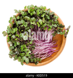 Red cabbage sprouts in wooden bowl. Leaves and cotyledons of Brassica oleracea, also purple cabbage, red or blue kraut. Vegetable. Microgreen. Stock Photo