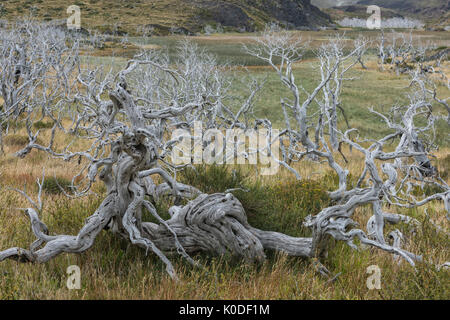 South America, Andes, Patagonia, Torres del Paine, UNESCO World Heritage, National Park, dead tree Stock Photo