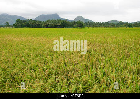 Paddy field with rice in kerala Stock Photo