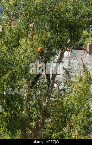 A tree surgeon working high above the rooftops in the branches of a tall tree. Stock Photo