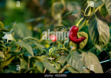 Gilles Billaud's organic Espelette peppers, association of producers from the Basque Country with the IDOKI certification Stock Photo