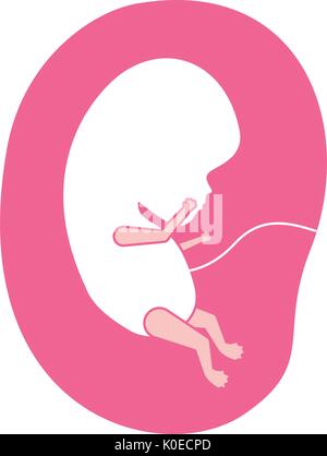 pink silhouette of side view fetus human growth in placenta Stock Vector