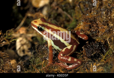 Phantasmal Poison Frog, Epipedobates tricolor, Poison Arrow  Dart Frog, striped, captive, Endangered (IUCN 3.1 List)  one of the strongest toxins of f Stock Photo