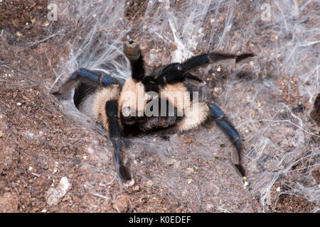 Socotra Island Blue Baboon Tarantula, Monocentropus balfouri, Female, East Coast of Africa, in web, rearing Stock Photo