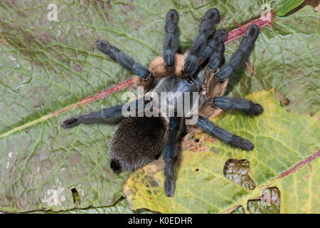 Socotra Island Blue Baboon Tarantula, Monocentropus balfouri, Female, East Coast of Africa, in web Stock Photo