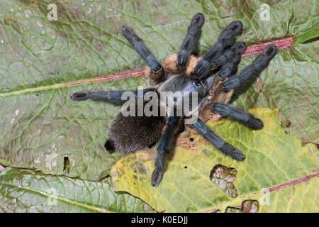 Socotra Island Blue Baboon Tarantula, Monocentropus balfouri, Female, East Coast of Africa, in web Stock Photo