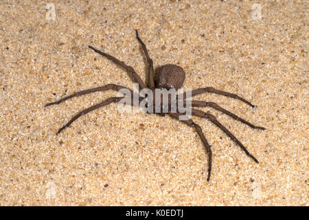 Sand Spider, Sicarius terrosus, Sequence 1 of burying in sand, also called six-eyed sand spider of southern Africa, six eyes arranged in three groups  Stock Photo