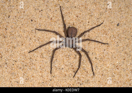 Sand Spider, Sicarius terrosus, Sequence 1 of burying in sand, also called six-eyed sand spider of southern Africa, six eyes arranged in three groups  Stock Photo