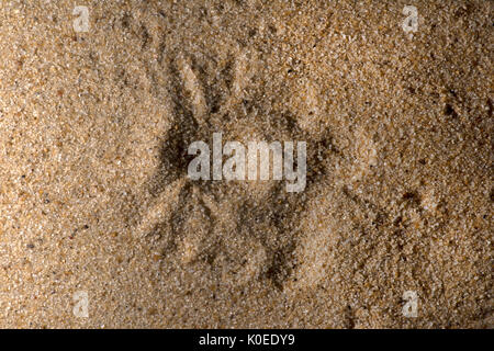 Sand Spider, Sicarius terrosus, Sequence 3 of burying in sand, also called six-eyed sand spider of southern Africa, six eyes arranged in three groups  Stock Photo