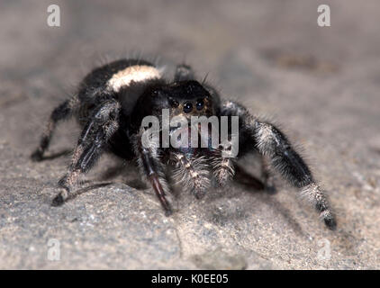 Regal Jumping Spider, Phyddipus regius, Female, largest species of jumping spider in eastern North America,genus Phidippus, a group of jumping spiders Stock Photo