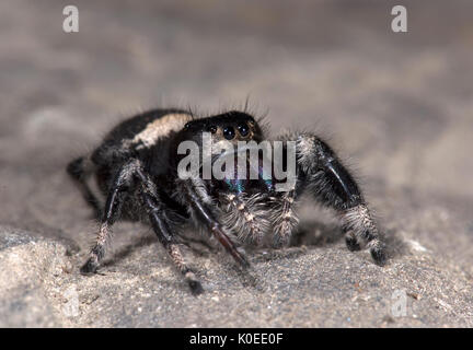 Regal Jumping Spider, Phyddipus regius, Female, largest species of jumping spider in eastern North America,genus Phidippus, a group of jumping spiders Stock Photo