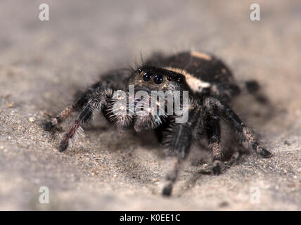 Regal Jumping Spider, Phyddipus regius, Female, largest species of jumping spider in eastern North America,genus Phidippus, a group of jumping spiders Stock Photo