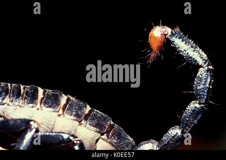 Emperor or Imperial Scorpion, Pandinus imperator - tail and sting, close up, black background, largest species of scorpion in the world Stock Photo