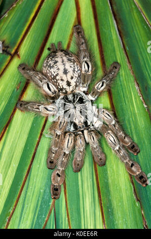 Togo or Starburst Baboon Spider, Hetroscodra maculata, Tarantula, West Africa, captive, on palm leaf Stock Photo