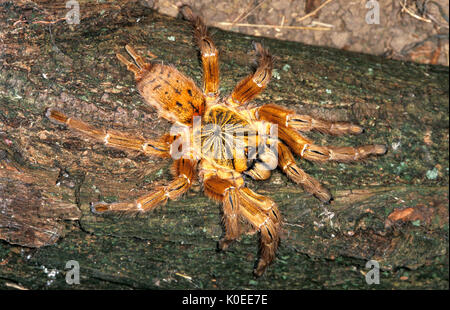 Togo or Starburst Baboon Spider, Hetroscodra maculata, Tarantula, West Africa, captive, Red Form/Orange Stock Photo