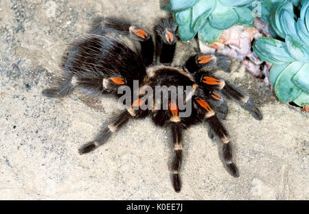 Mexican Flame Knee Spider, Brachypelma auratum, Tarantula, Mexico, captive on rock & cacti. Stock Photo