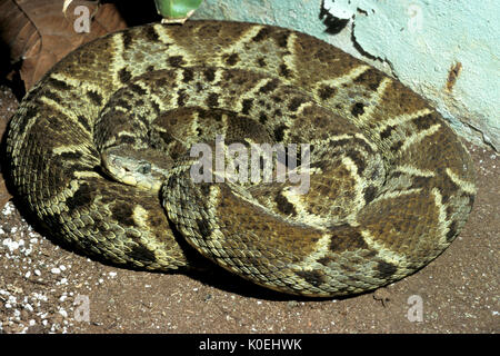 Captive fer-de-lance snake Stock Photo - Alamy