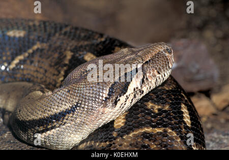 Boas - Boidae - Constricting Snakes