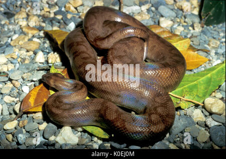 Guyanan Rainbow Boa, Epicrates cenchria maurus,Guyana, non-venomous constrictor , in the family of Boinae, Stock Photo