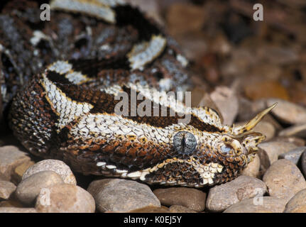 Rhino Viper Snake, Bitis nasicornis, West Africa, venomous Stock Photo