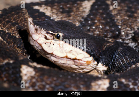 Sharp Nosed Viper Snake, Deinagkistrodon acutus, Southeast Asia,  monotypic genus created for a venomous pitviper species, No subspecies are currently Stock Photo