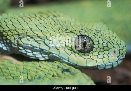 Massimo on X: Atheris chlorechis, also known as Western bush viper, is a  venomous viper species found only in the forests of West Africa. Here you  see one stretching its jaws [read more:  [source of  the gif