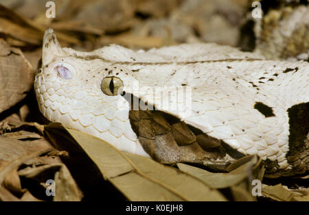 West African Gaboon Viper Snake, Bitis gabonica rhinoceros, West Africa, venemous, portrait, face Stock Photo