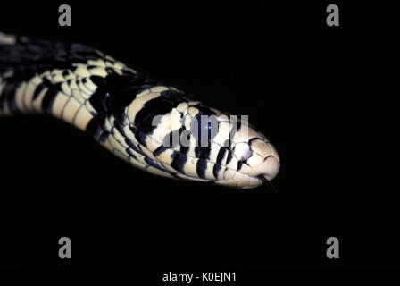 Tiger Rat Snake, Spilotes pullatus pullatus, colubrids found in Central and South America, black and white, portrait Stock Photo