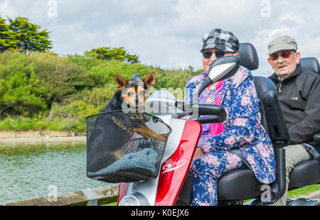 Dog basket shop for scooter