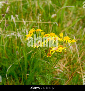 Common ragwort (Senecio jacobaea) growing in a field, Dorset, United Kingdom Stock Photo