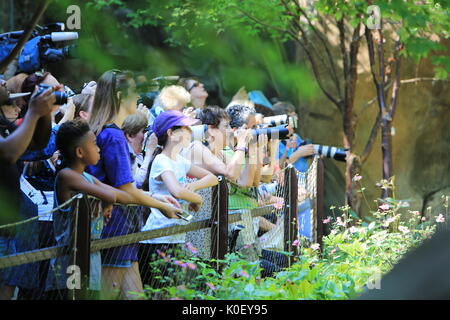 Washington, USA. 22nd Aug, 2017. Visitors look at giant panda Beibei during its birthday celebration at Smithsonian's National Zoo in Washington, DC, the United States, Aug. 22, 2017. The zoo on Tuesday held a celebration for giant panda Beibei's two-year-old birthday, which attracted lots of visitors. Credit: Yang Chenglin/Xinhua/Alamy Live News Stock Photo