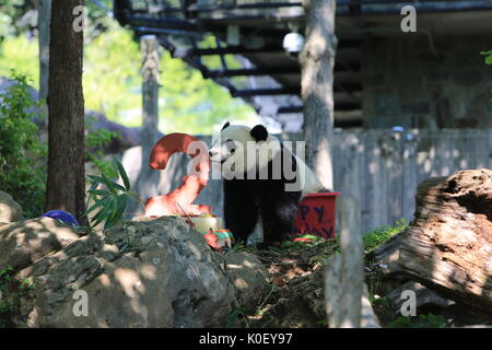 Washington, USA. 22nd Aug, 2017. Giant panda Beibei is seen beside its birthday cake during a celebration at Smithsonian's National Zoo in Washington, DC, the United States, Aug. 22, 2017. The zoo on Tuesday held a celebration for giant panda Beibei's two-year-old birthday, which attracted lots of visitors. Credit: Yang Chenglin/Xinhua/Alamy Live News Stock Photo